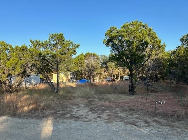 a view of a yard with a tree