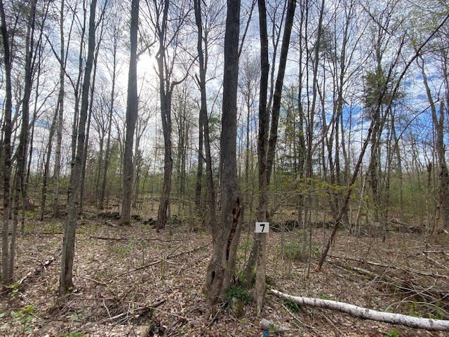 a view of a forest with trees in the background