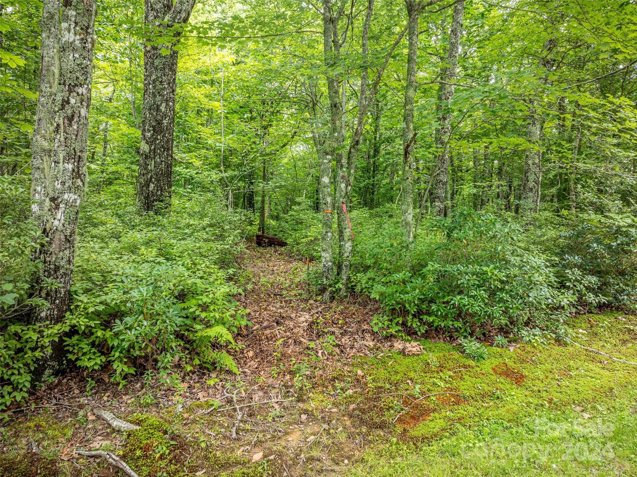 a view of a lush green forest