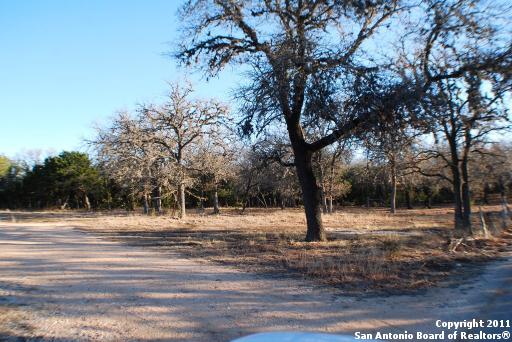 a view of a yard with tree s