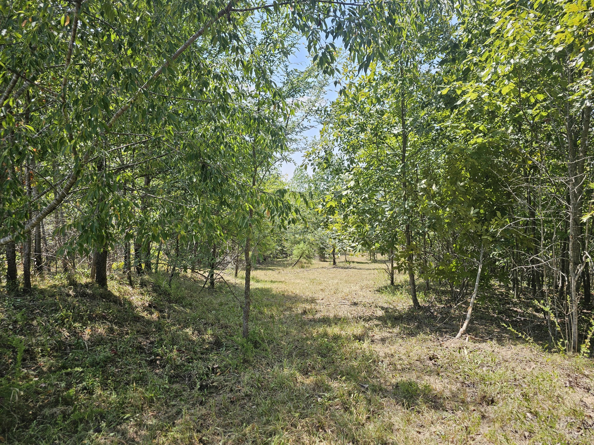 a view of a yard with plants and trees