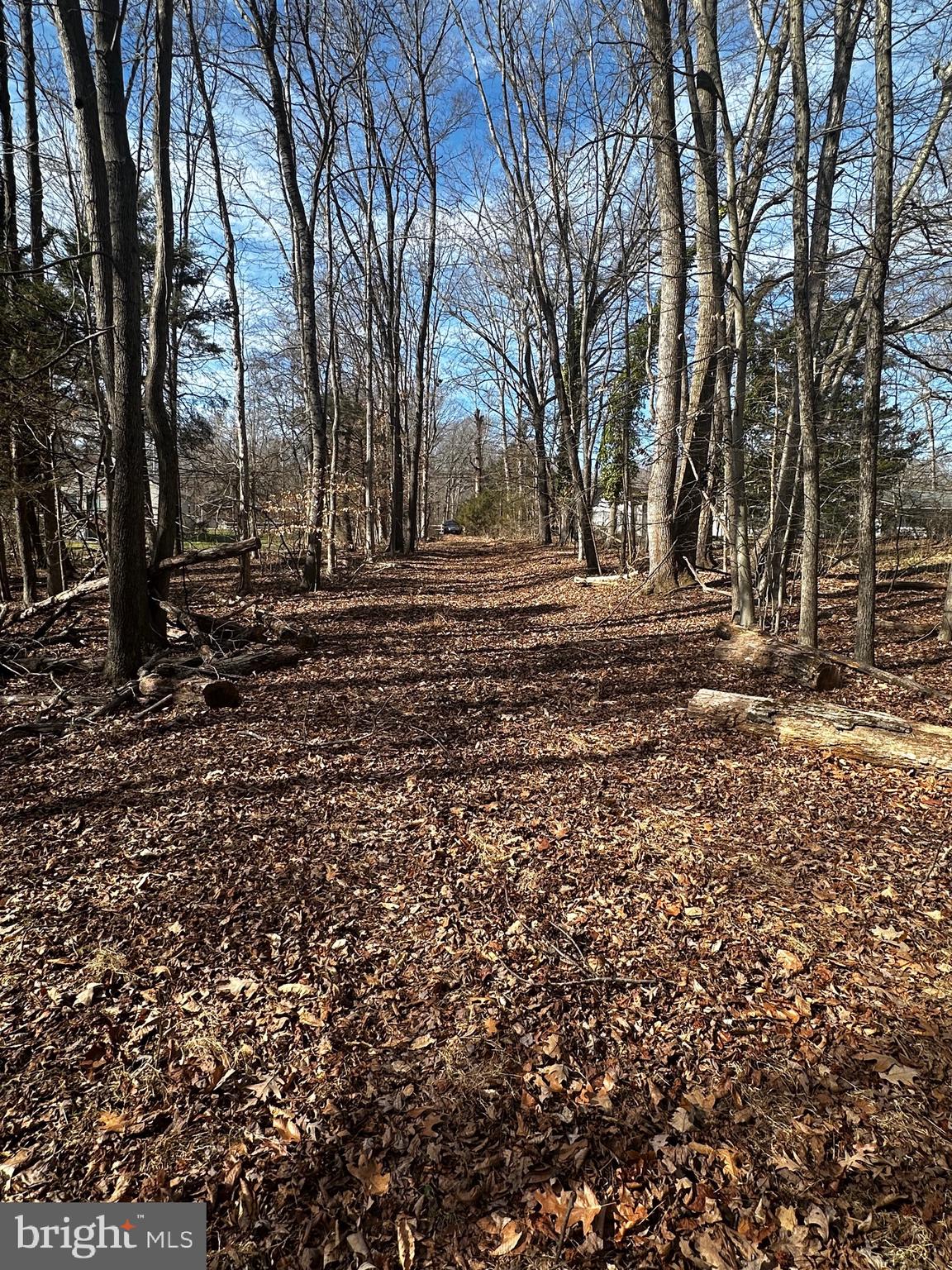 a view of dirt yard with a large tree