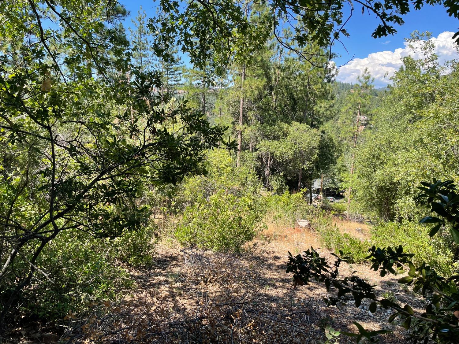 a view of a forest with a tree