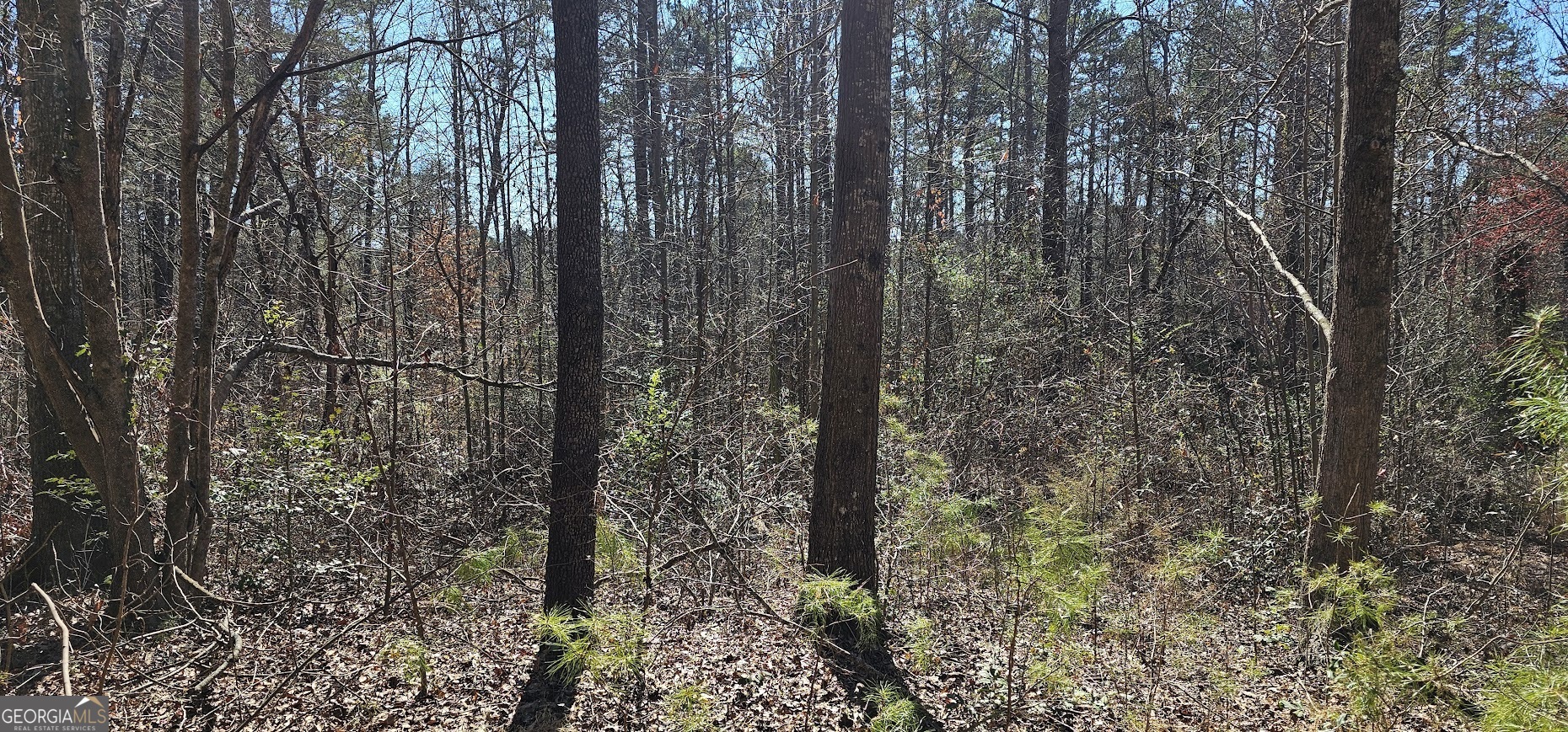 a view of a forest that has large trees