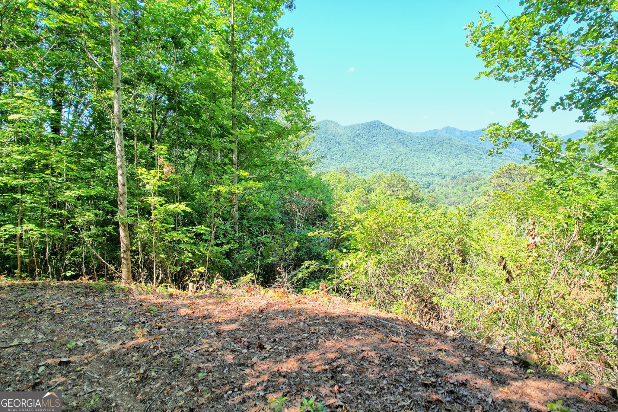 a view of a forest with trees in the background