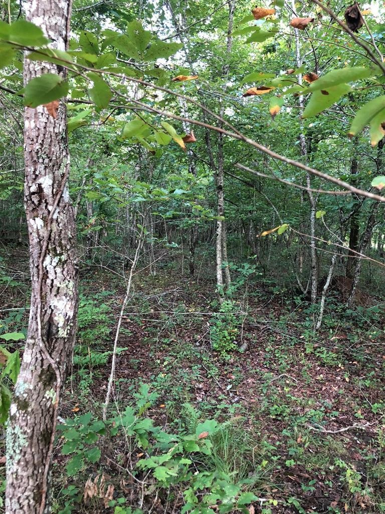 a view of a forest