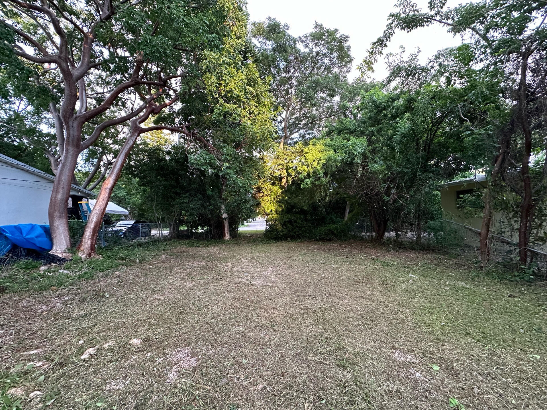 a view of a tree in a yard