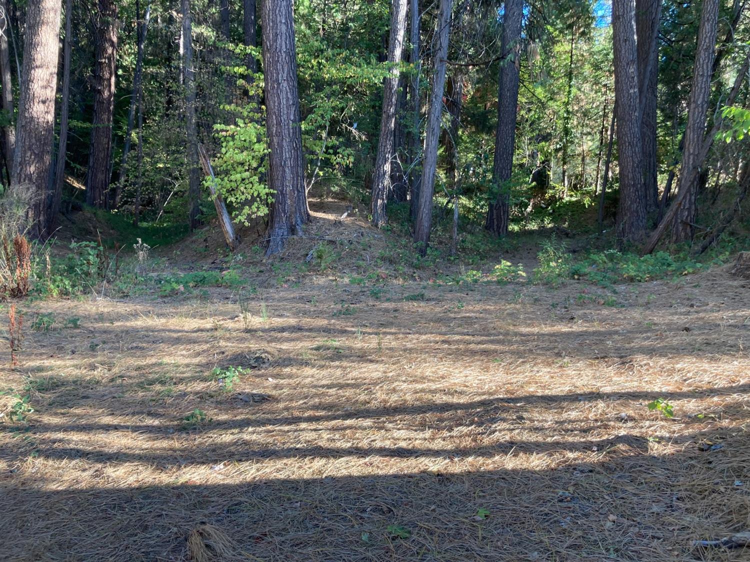 a view of a yard with a tree