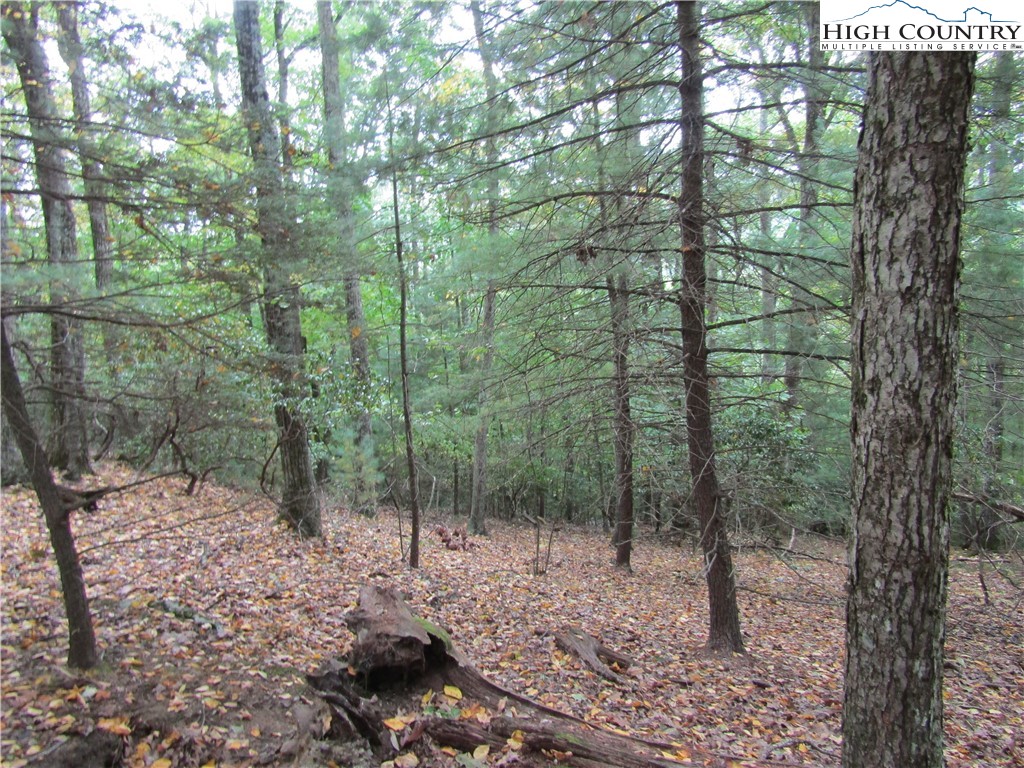 a view of a forest with a tree