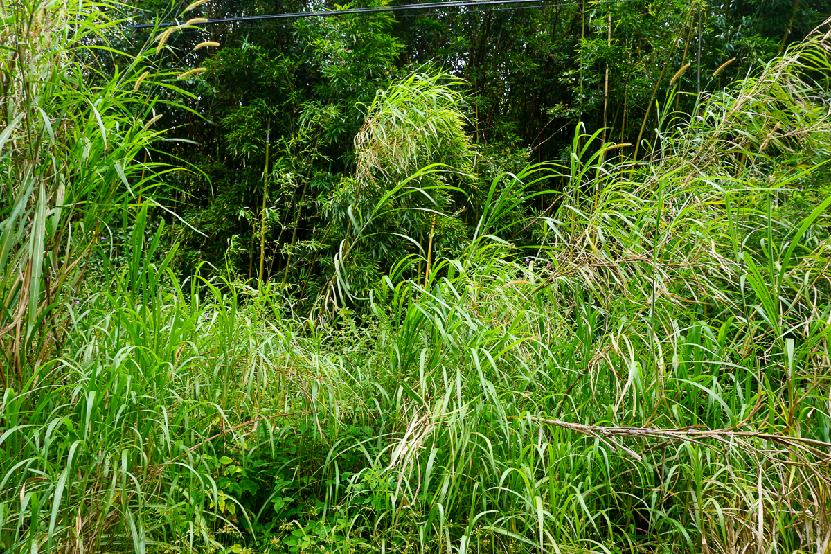 a view of a plant in a garden