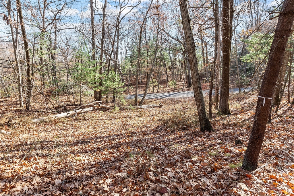 a view of a yard with trees