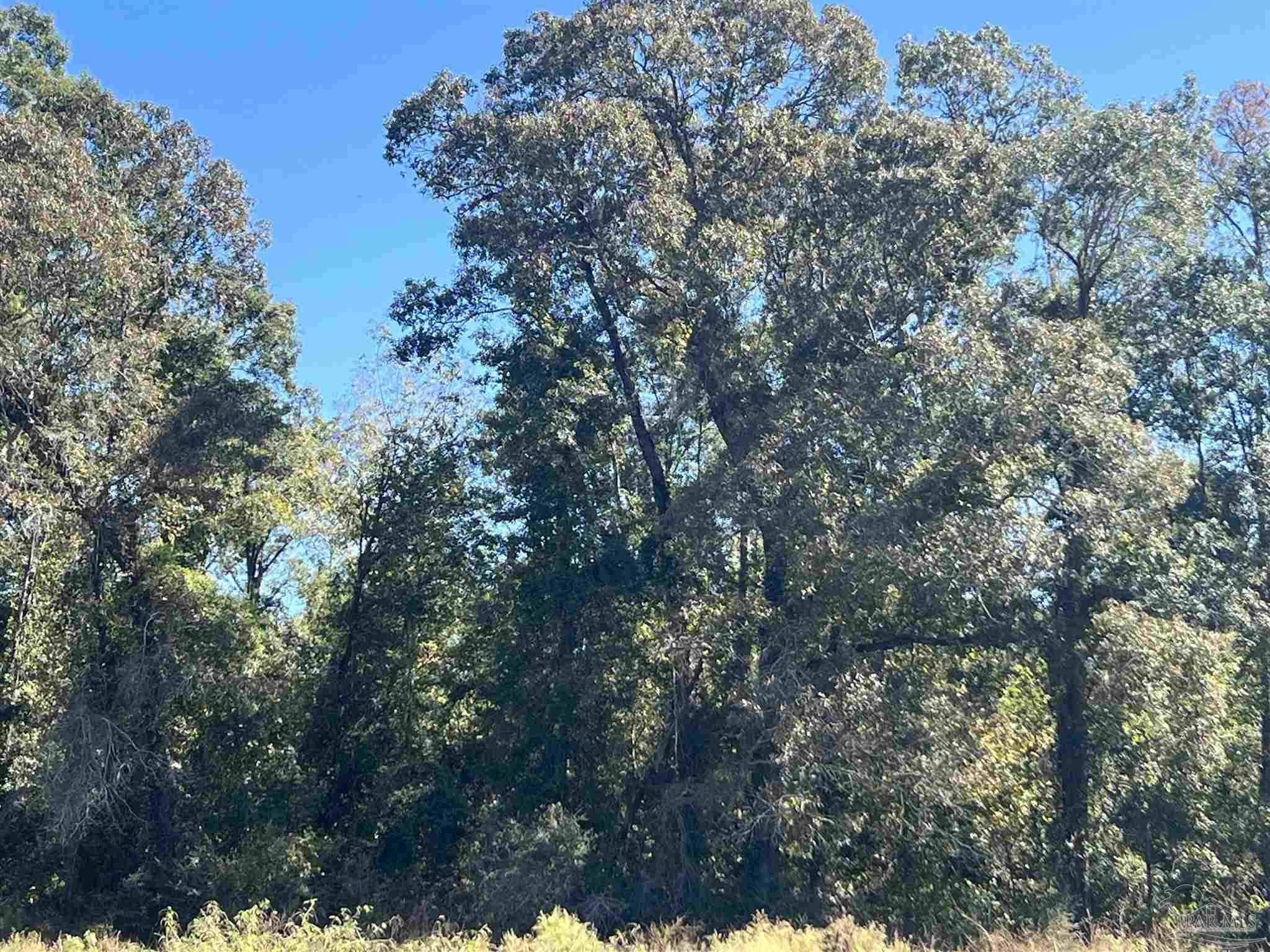 a view of a tree with a tree