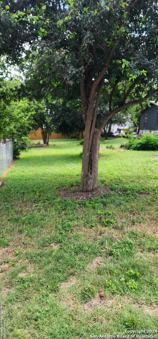 a view of a trees in a yard