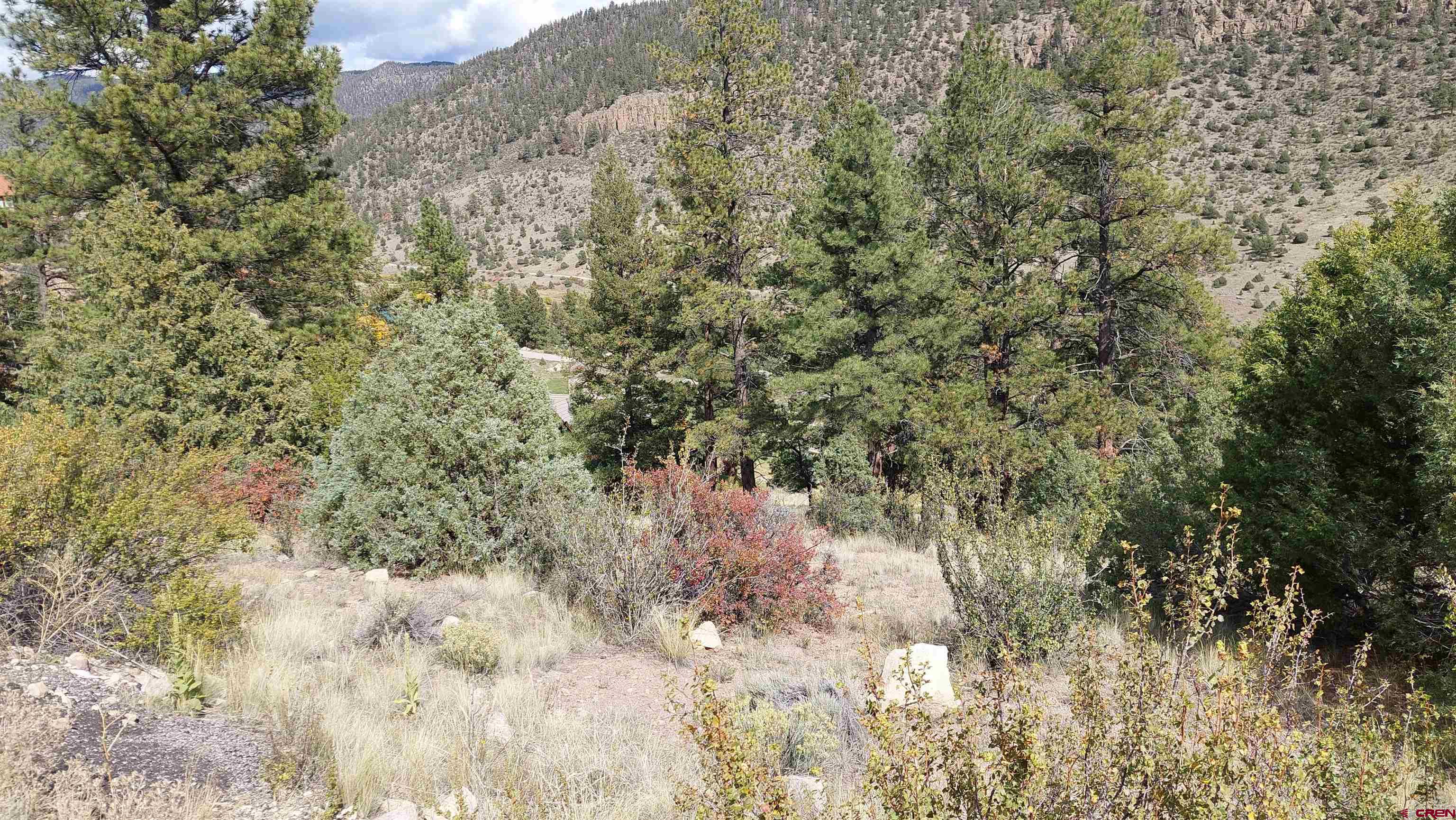 a view of a forest with lots of trees