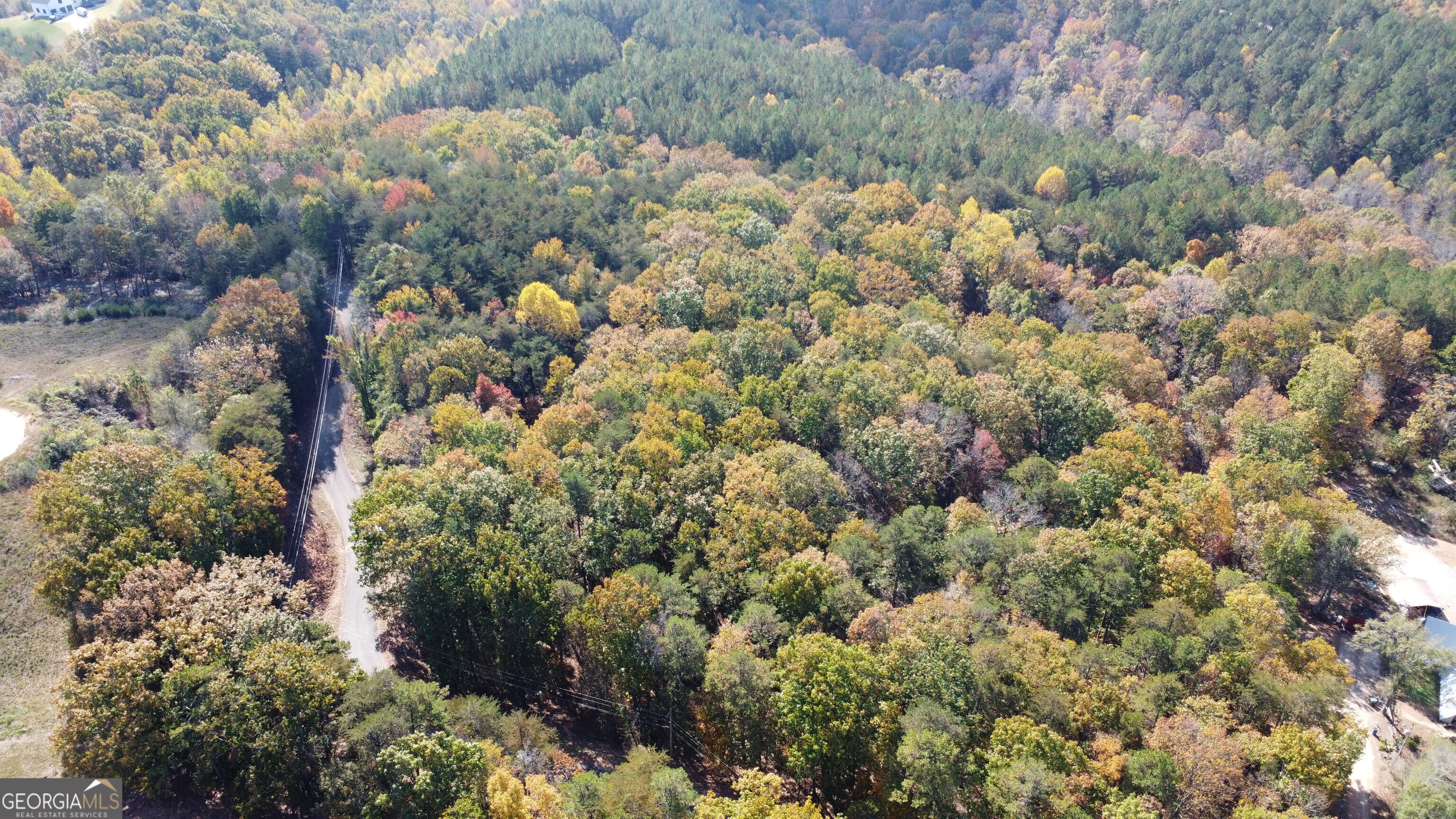 a view of a bunch of trees and bushes