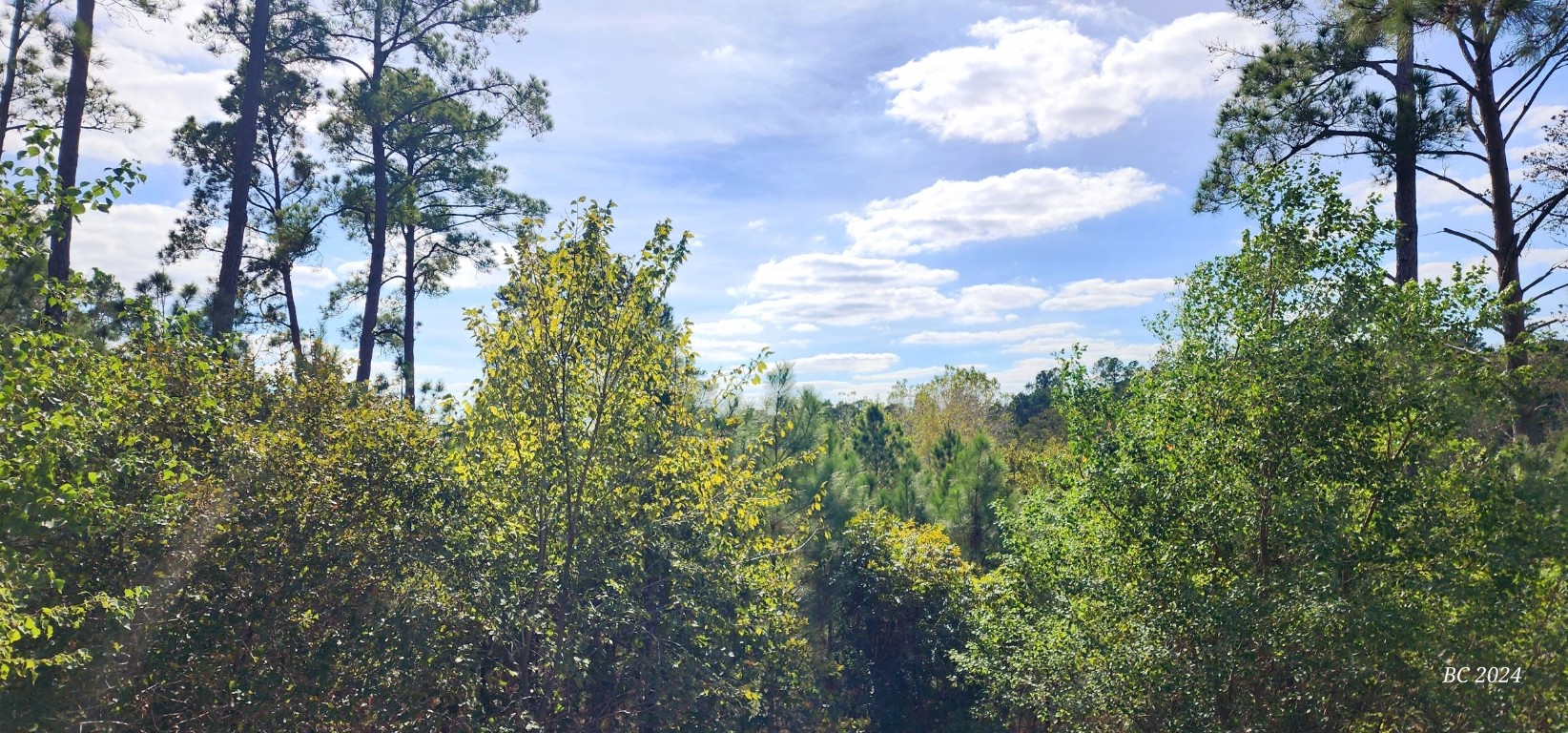 a view of a bunch of trees