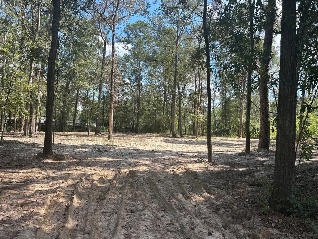 a view of a forest with trees