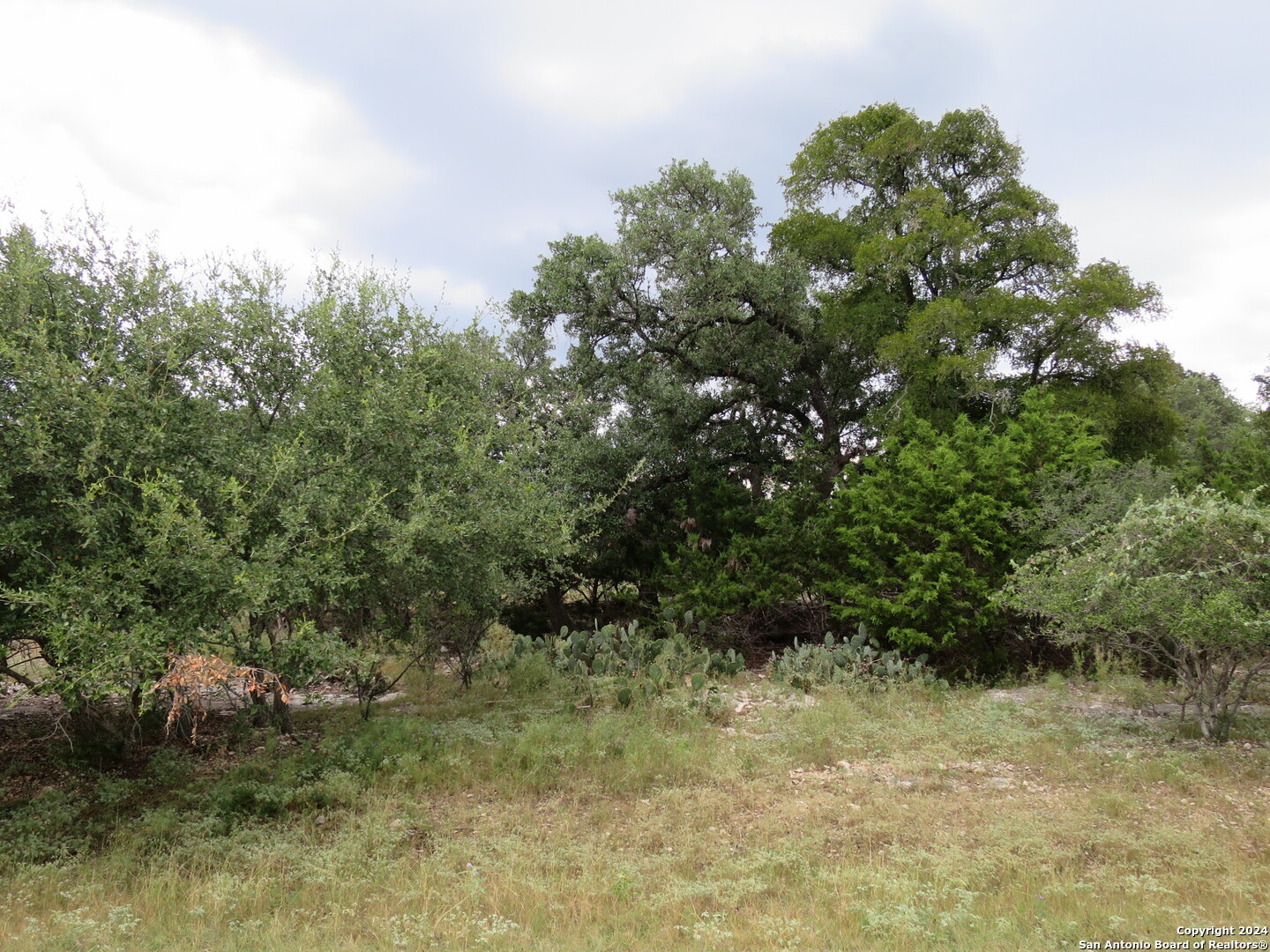 a view of a bunch of trees