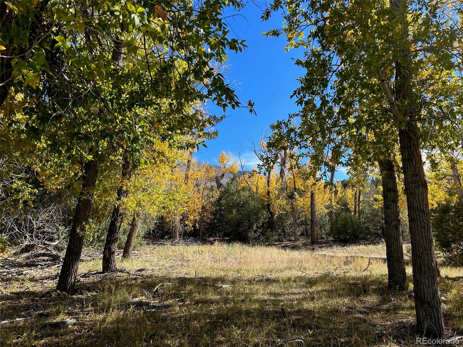 a view of a yard with trees