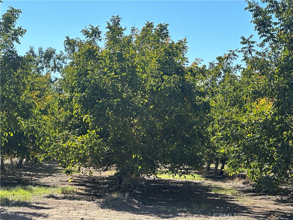 a view of a tree in a yard next to a yard