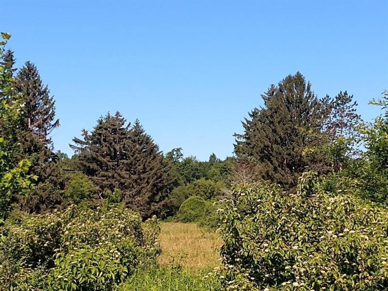 a view of a forest with a tree in the background