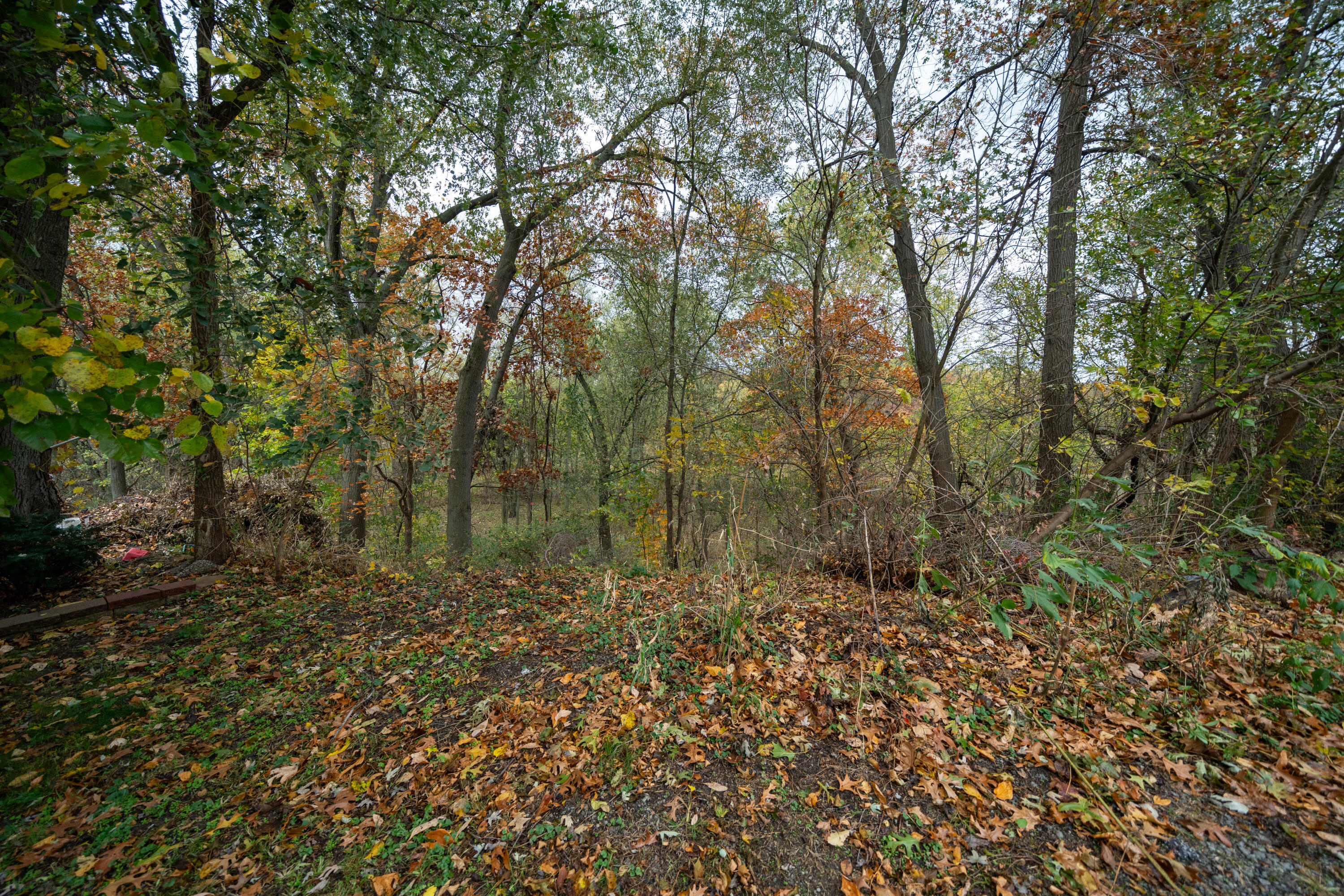 a view of a forest with trees