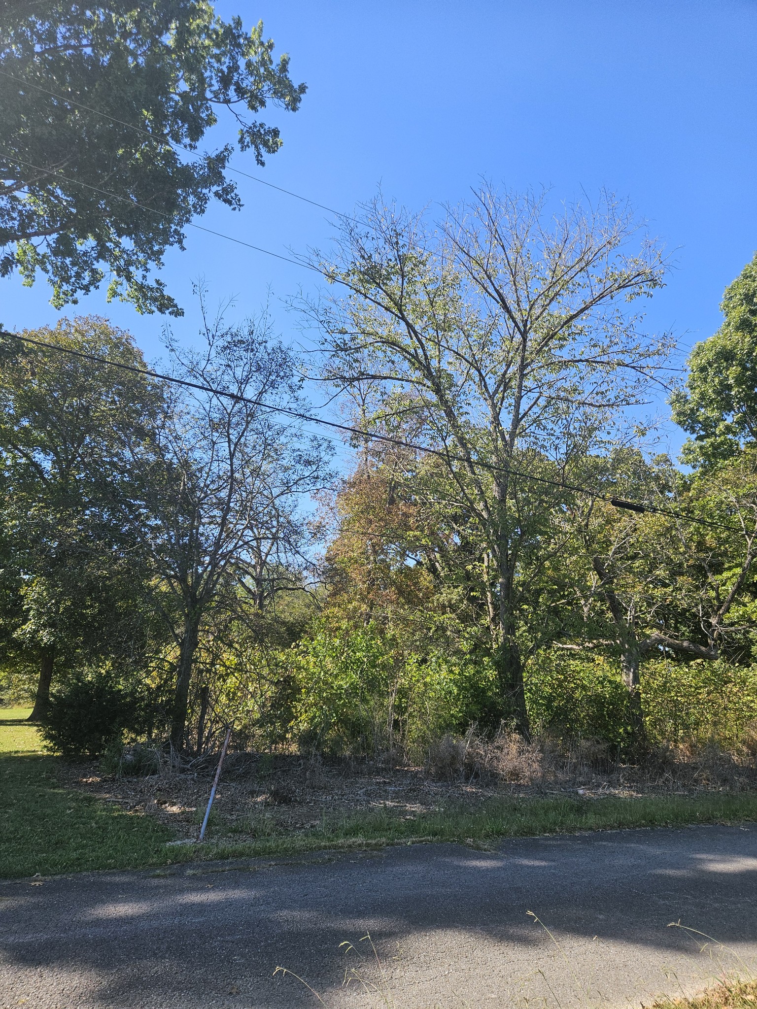 a view of a yard with an trees