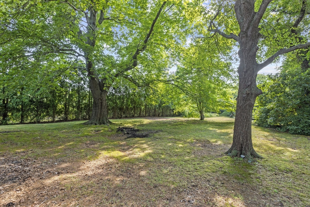 a view of a tree in a yard