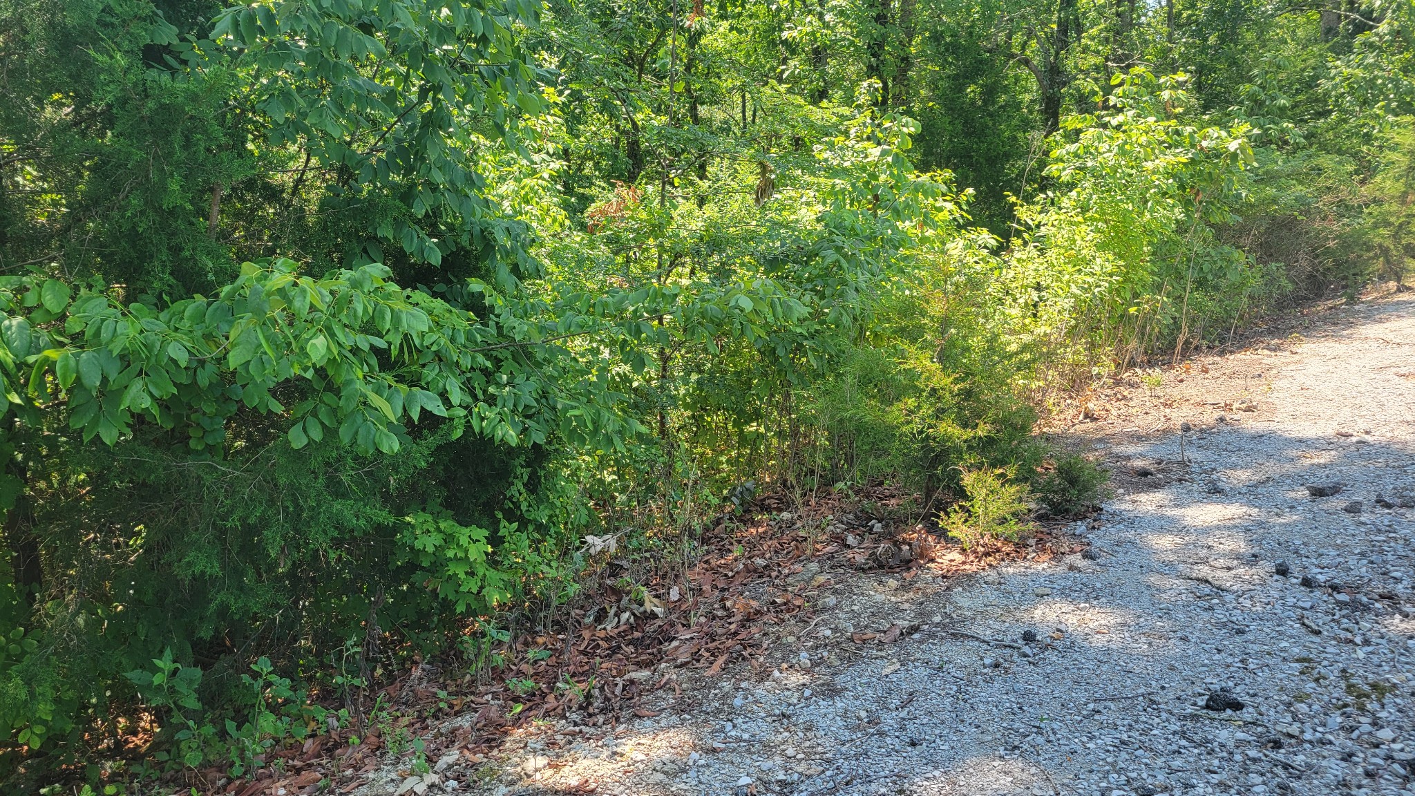 a view of a forest with lots of bushes