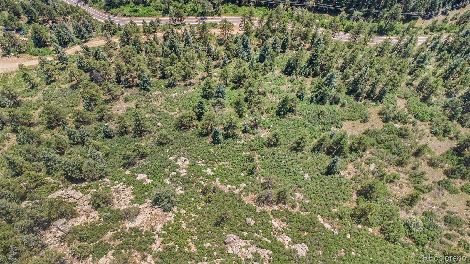 a view of a forest with a tree