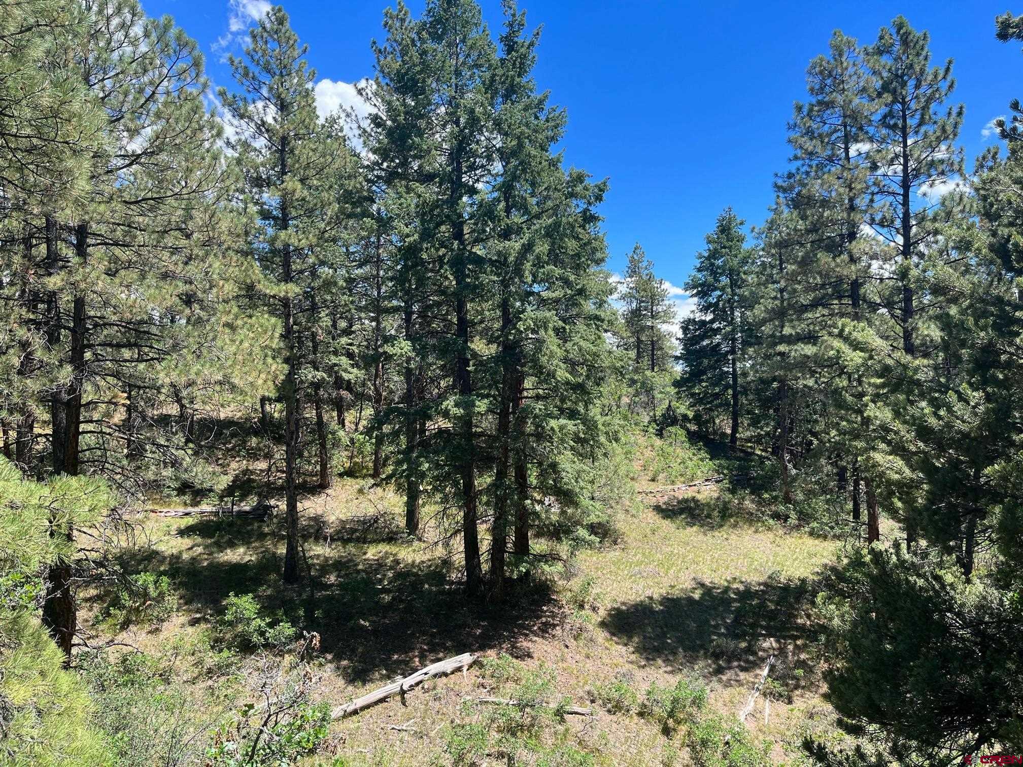 a view of a yard with trees