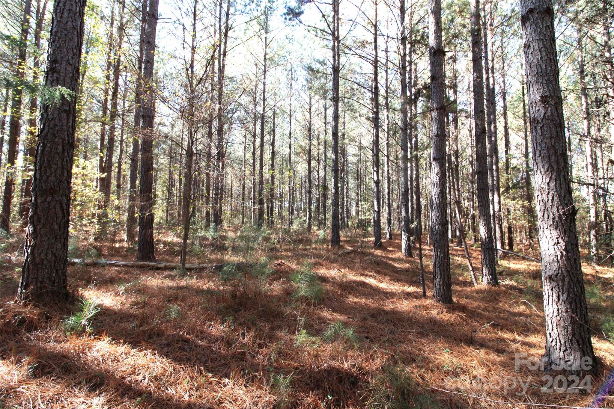 a view of outdoor space with lots of trees