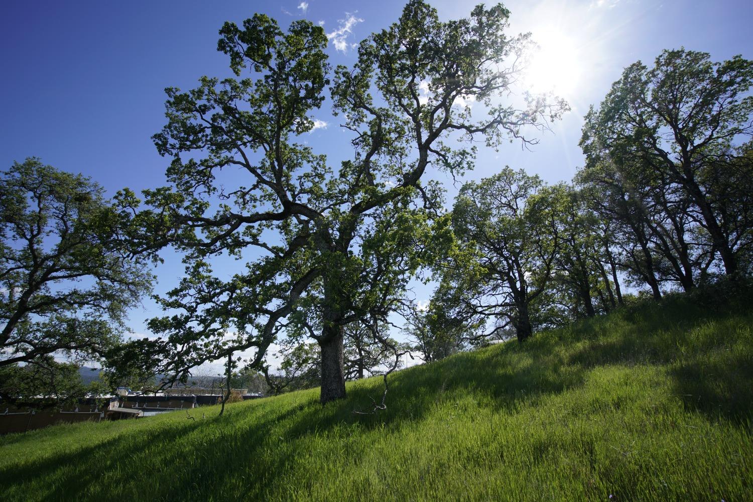 a view of a trees with a yard