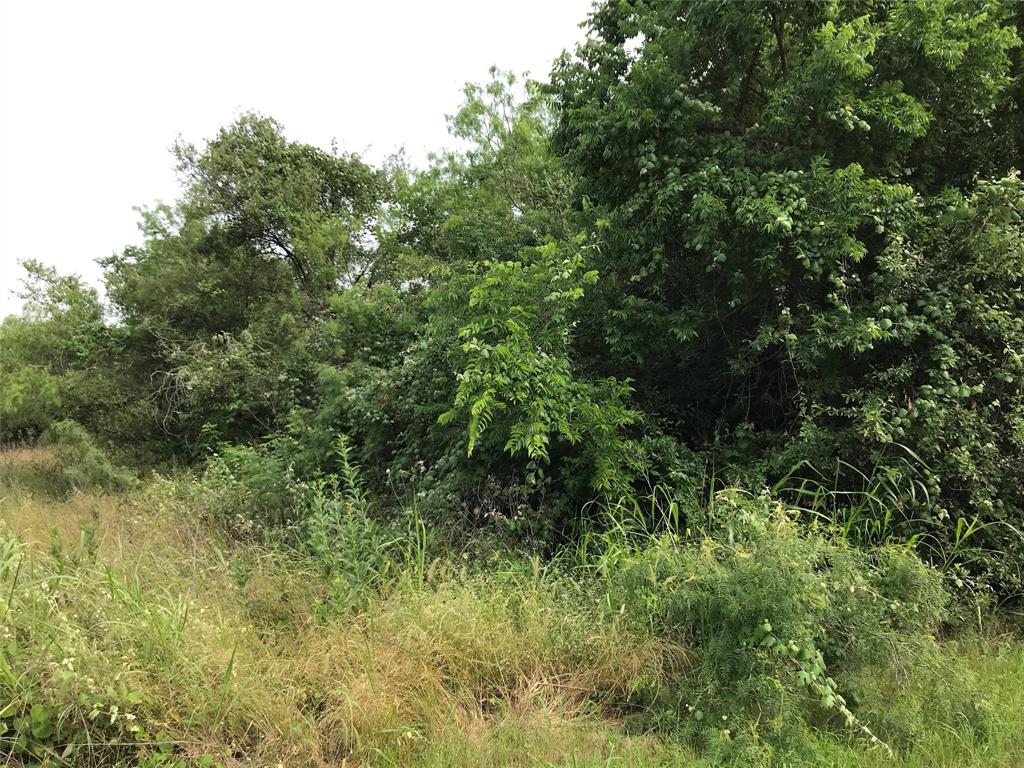 a view of a lush green forest