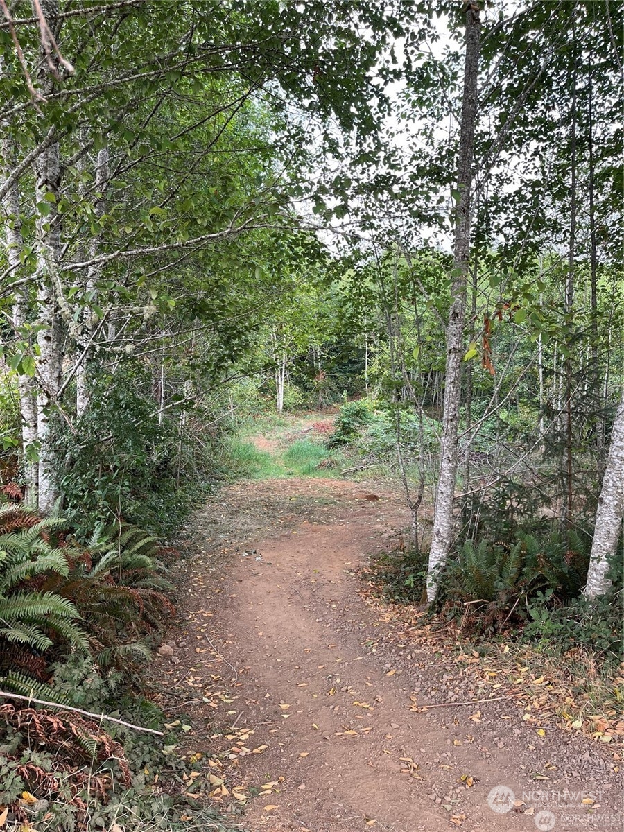 a view of a dirt road with large trees