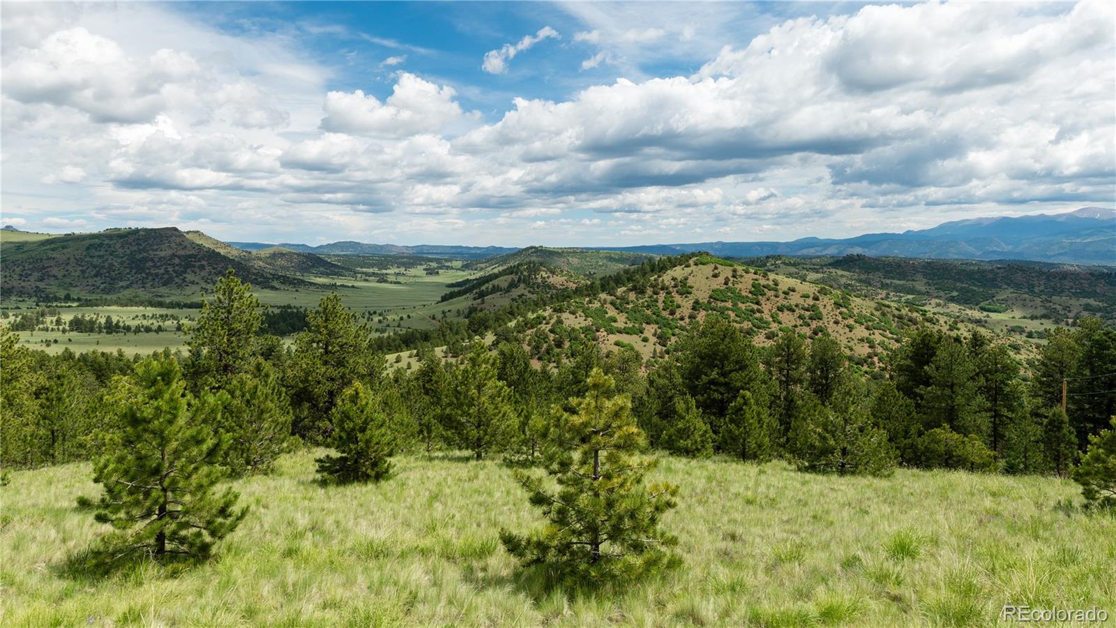 a view of a bunch of trees and bushes