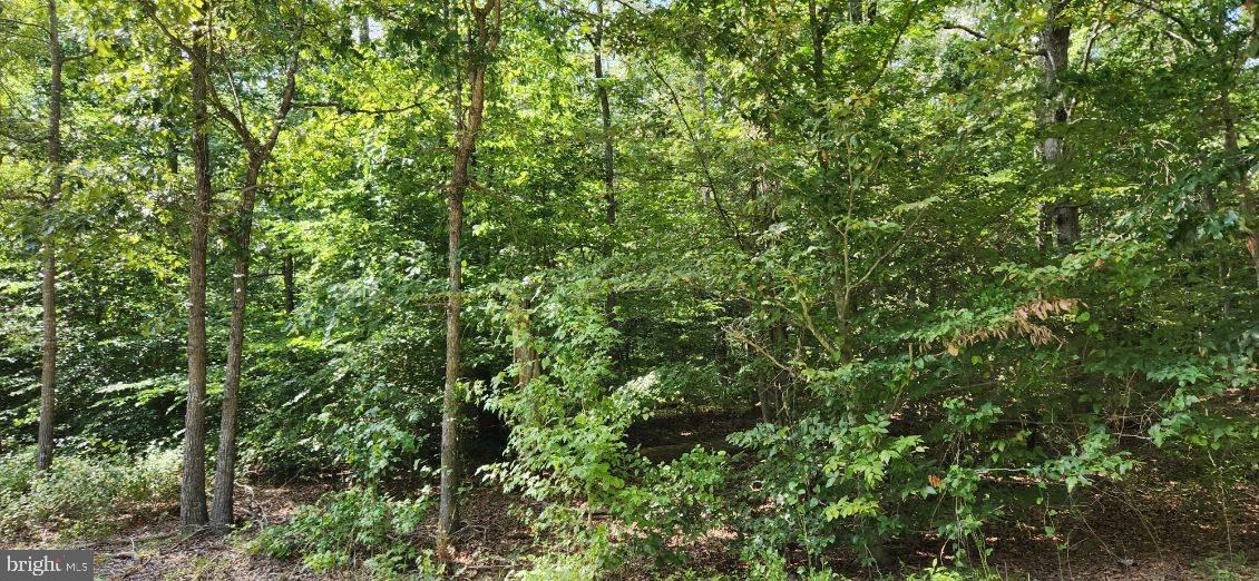 a view of a lush green forest