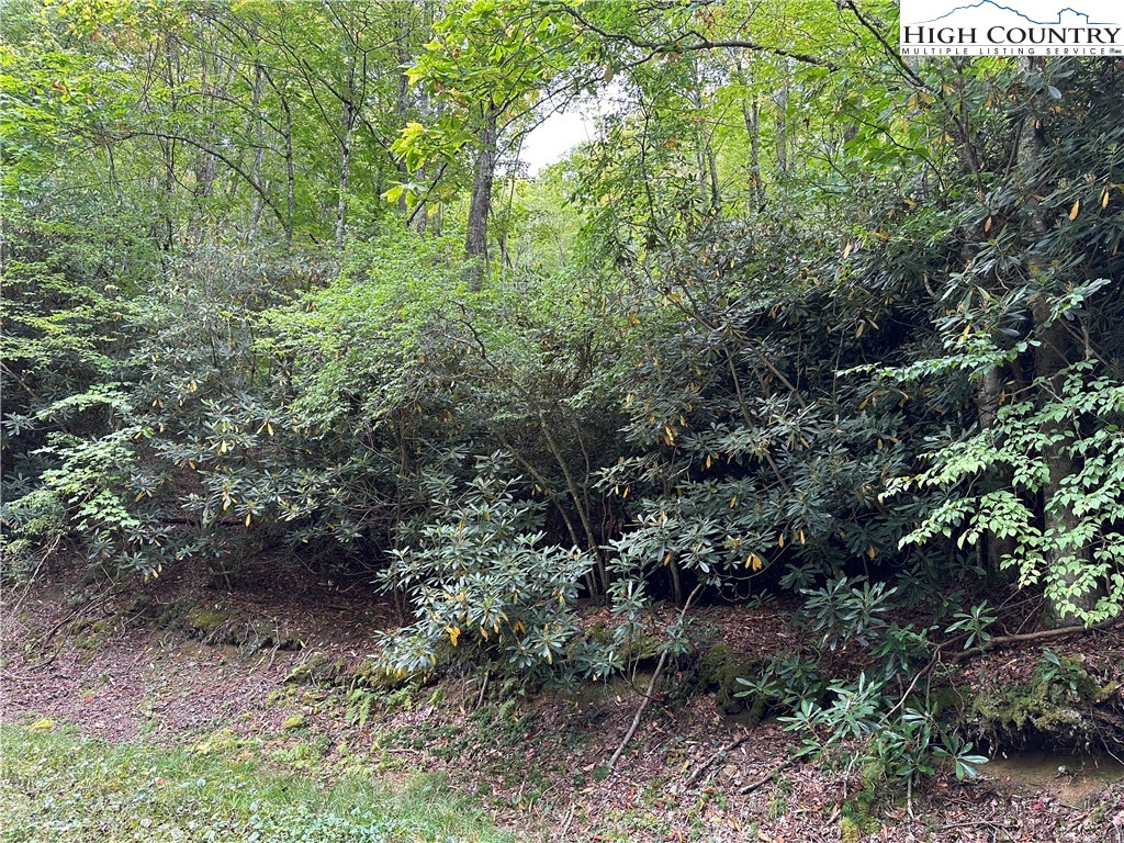 a view of a forest with trees