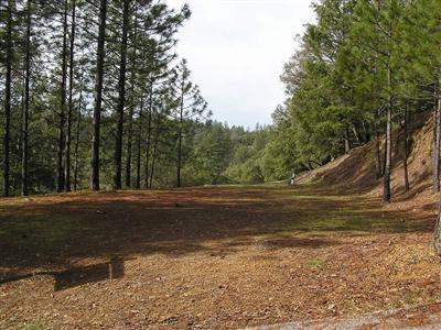 a view of a yard with large trees