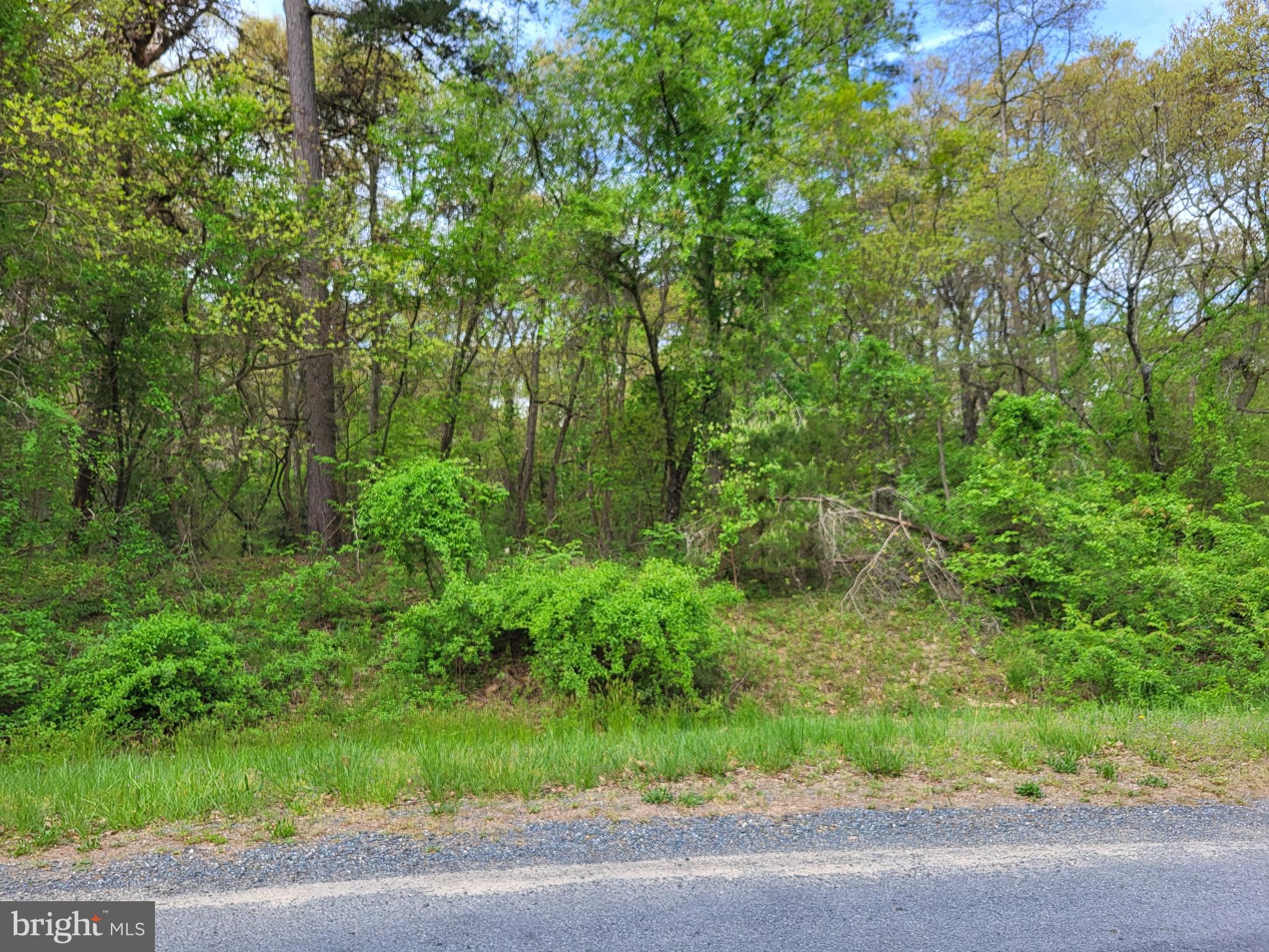 a view of a yard with plants and large trees