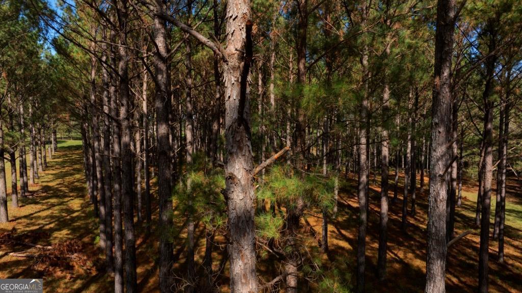 a view of a tree