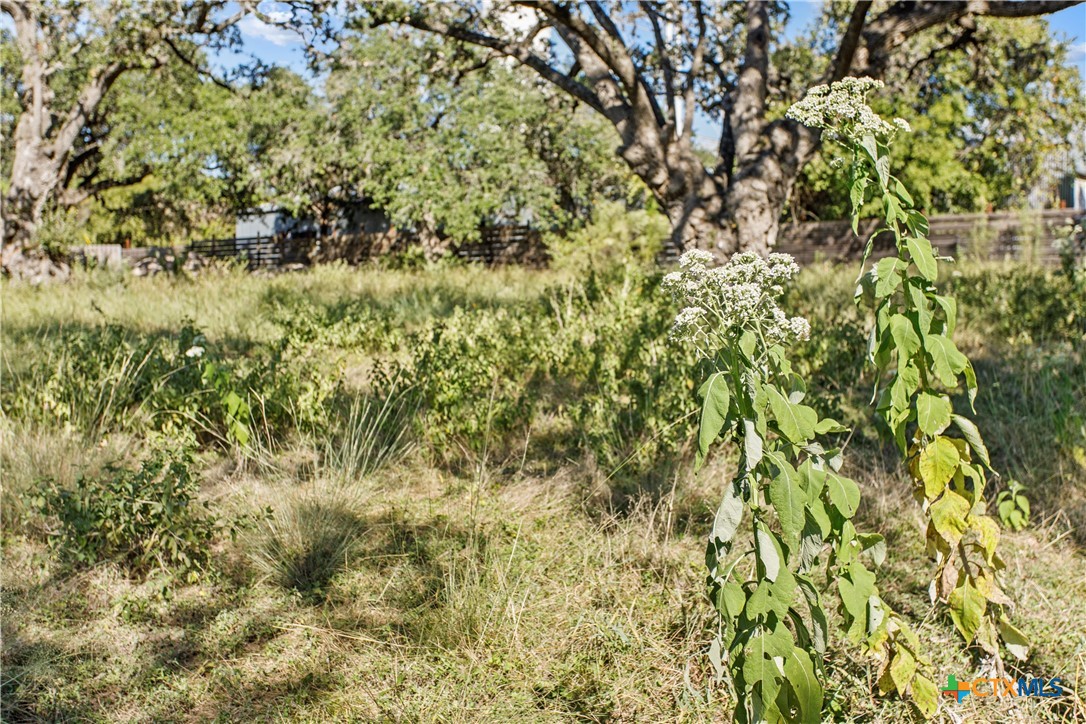 a view of a yard with a tree