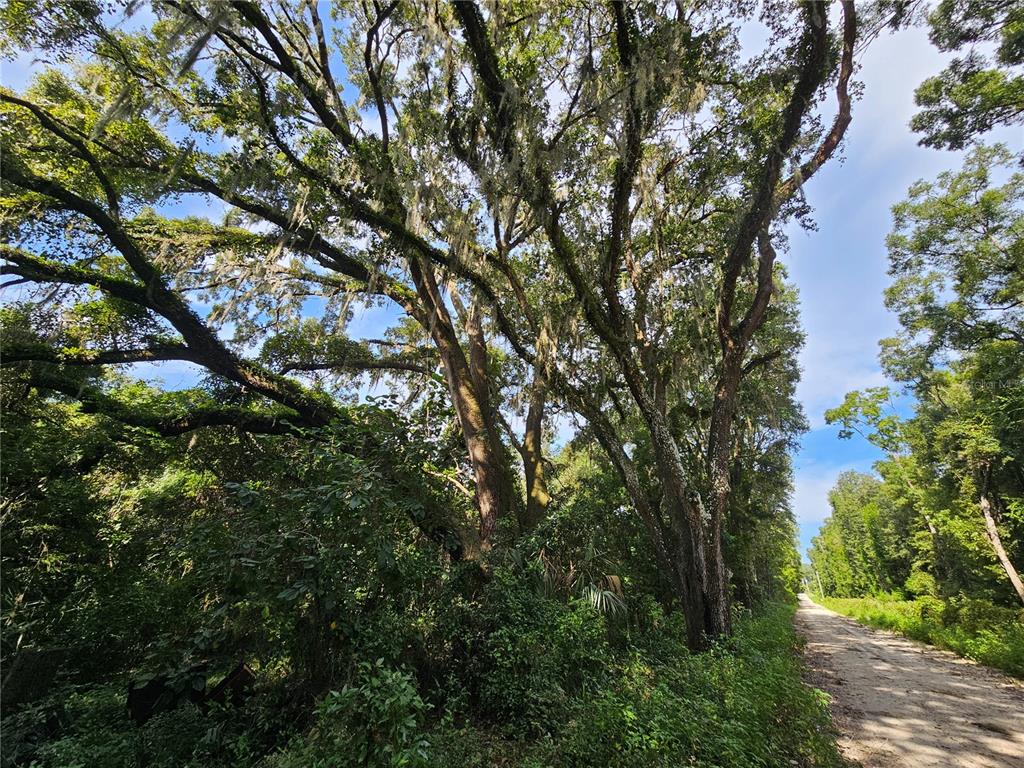 a view of tree