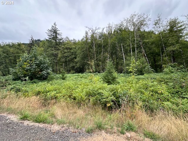 a view of a lush green forest with lots of trees