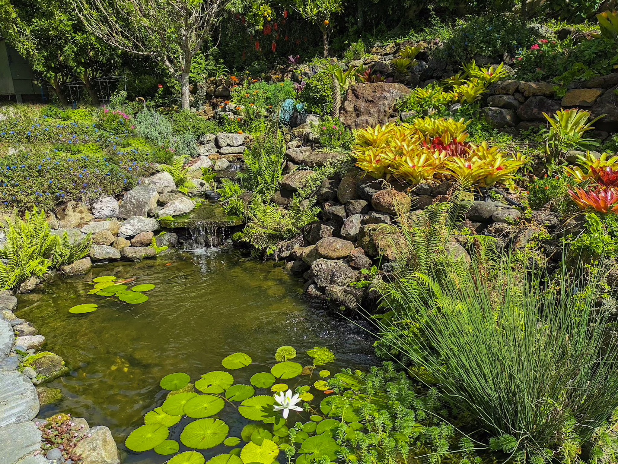 a view of flowers in a garden