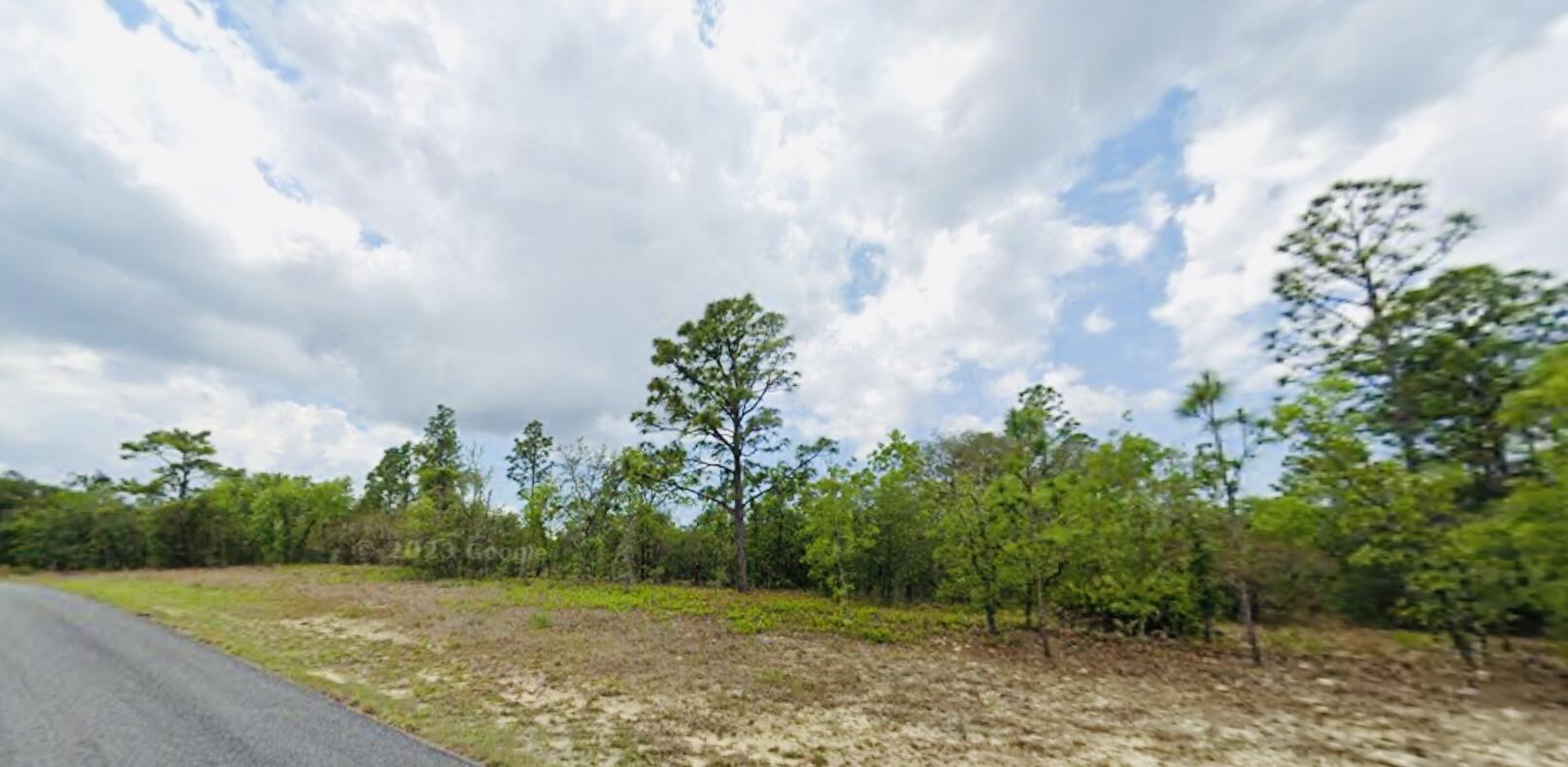 a view of a yard with plants and large trees