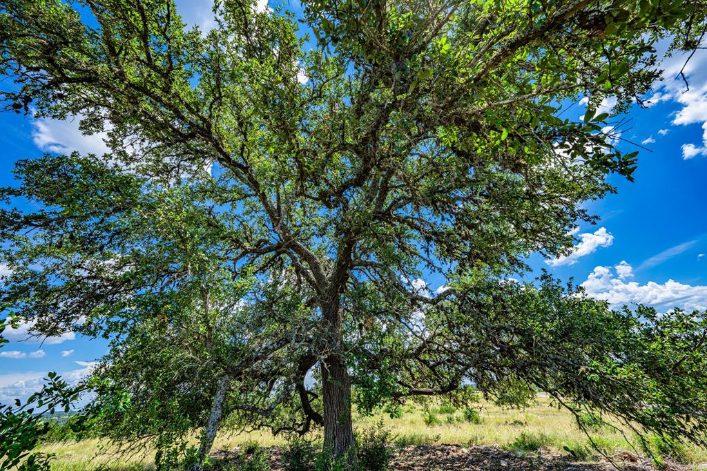 a picture of tree