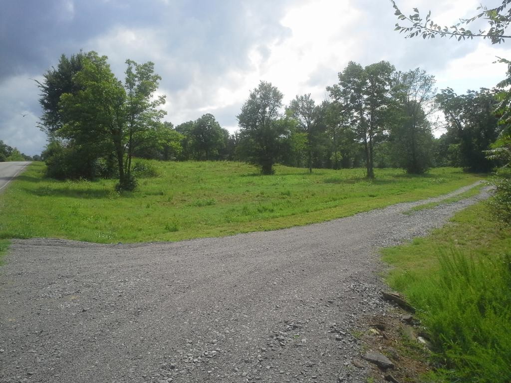 a view of a field with plants and trees