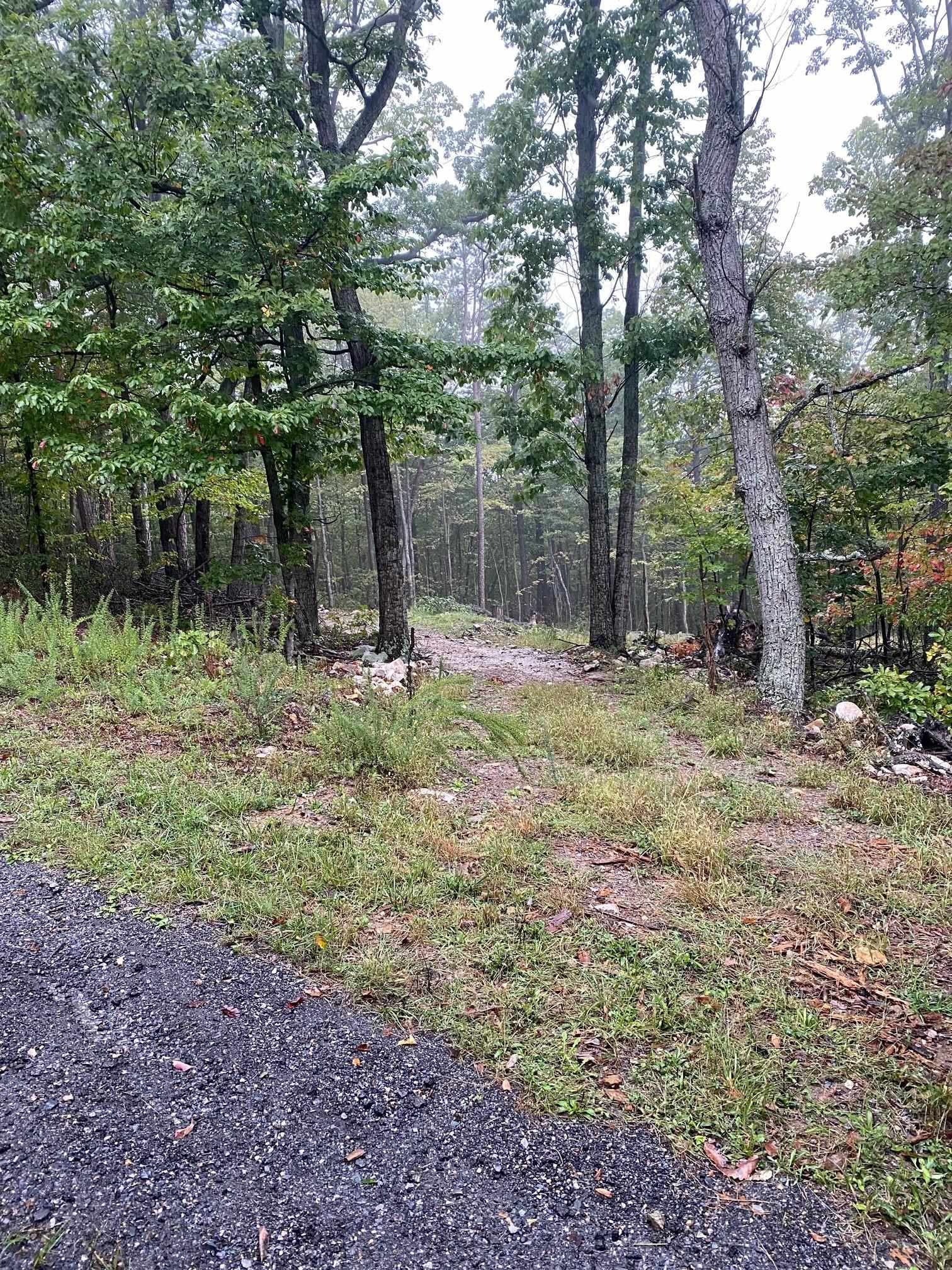 a fire hydrant in the middle of a forest