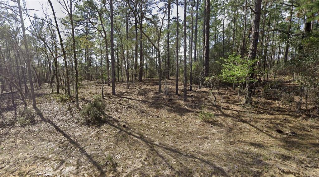 a view of outdoor space with lots of trees